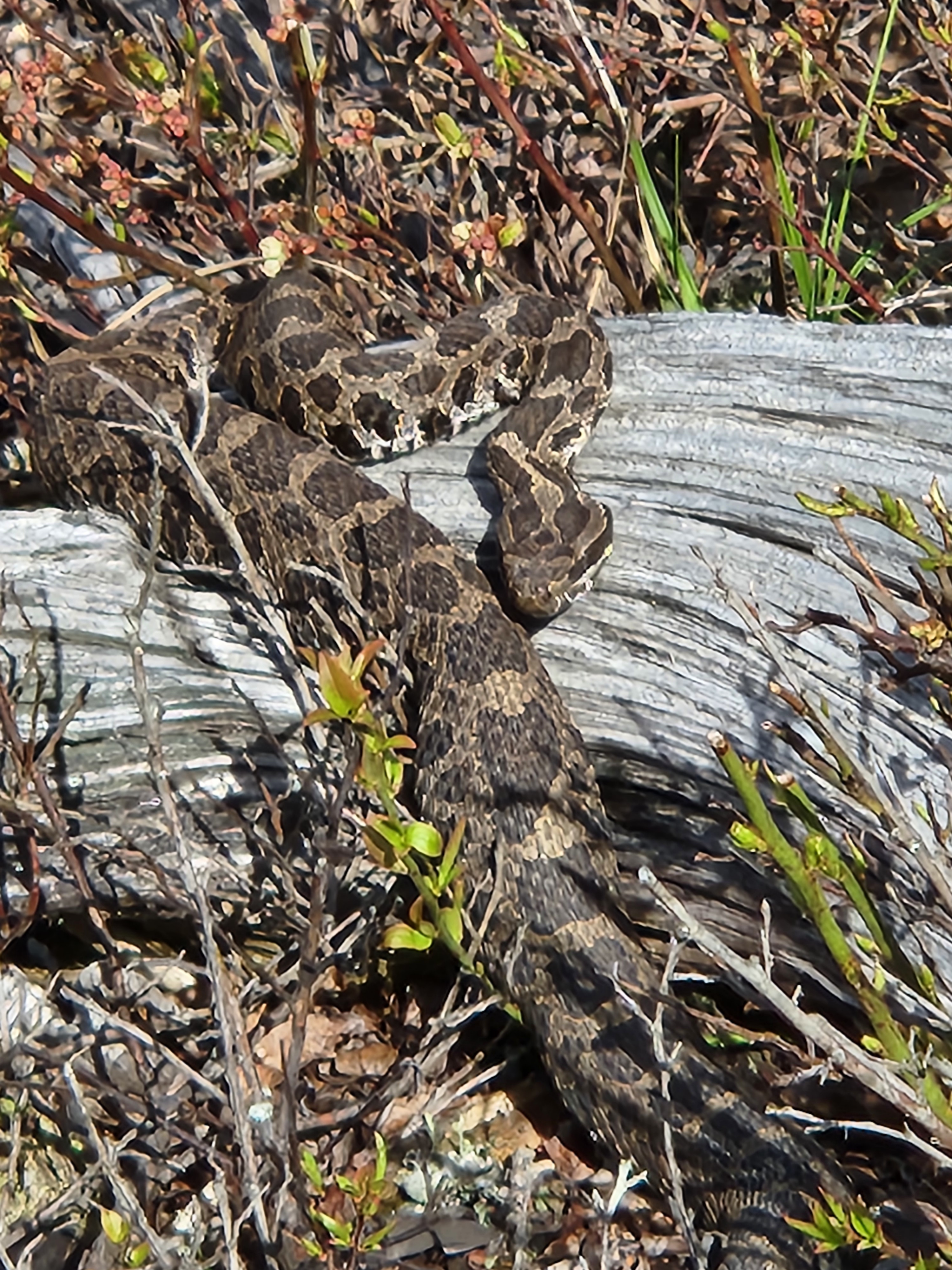 For decorative purposes.